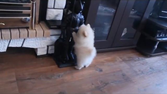 Сверкает Брюлик смотреть онлайн