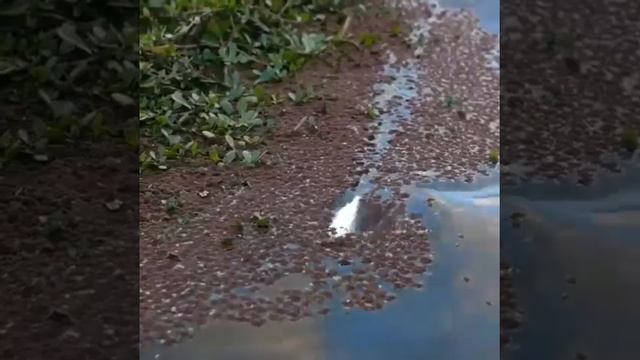 Рыбалка на живчика смотреть онлайн