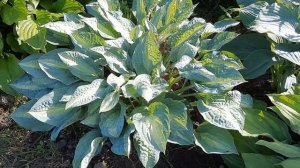 ХОСТА KIWI FULL MONTY  - еще одна незнакомка обретает имя!