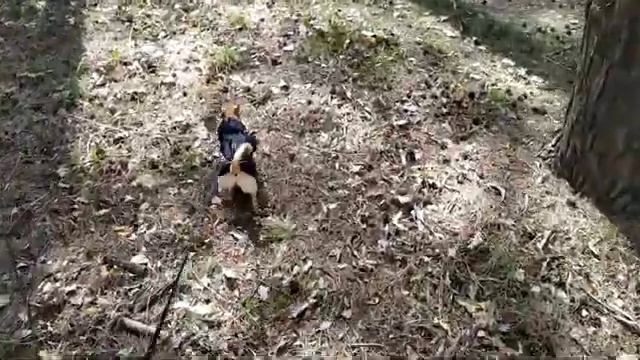 Погуляли в лесу, реально страшно/ сильный ветер, падают деревья!#залишайтесьВдома смотреть онлайн