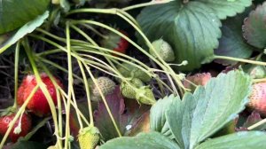 Сорт клубники МАЭСТРО