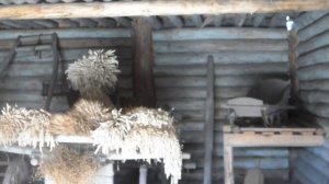 Во дворе дома крестьянина - середняка 19 века.