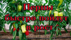 Перцы быстро пойдут в рост