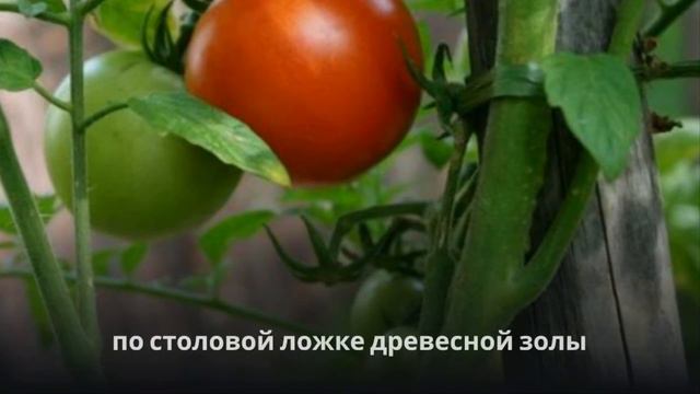 Помидоры на подоконнике смотреть онлайн