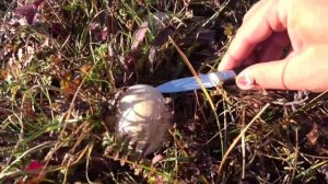 УДАЧНАЯ поездка за грибами, лиловоногая рядовка или синеножка, грибы в Крыму 2022, сбор грибов 2022