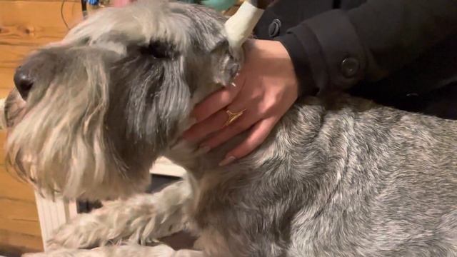 Как подклеить купированные уши, чтоб стояли смотреть онлайн