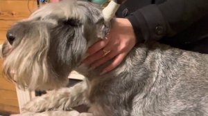 Как подклеить купированные уши, чтоб стояли