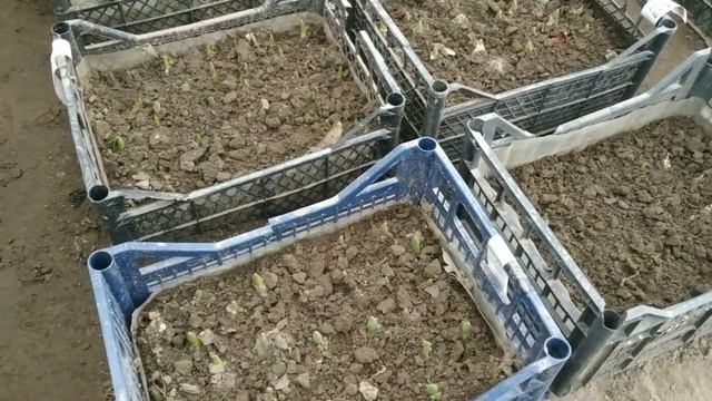 Выгонка тюльпанов к 8 марта. Микроклимат в теплице. смотреть онлайн