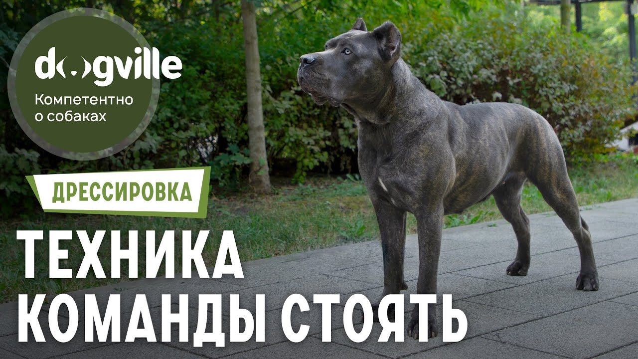 Команда «Стоять» — Техника выполнения смотреть онлайн