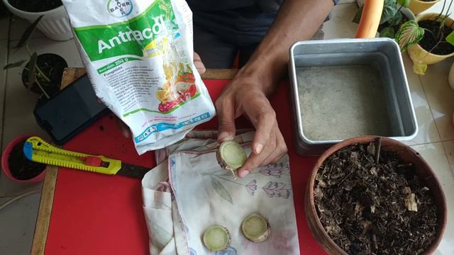 Menanam Alocasia Melalui Bonggol.