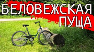 БЕЛОВЕЖСКАЯ ПУЩА. Мясо зубра, граница с Польшей и гибель СССР