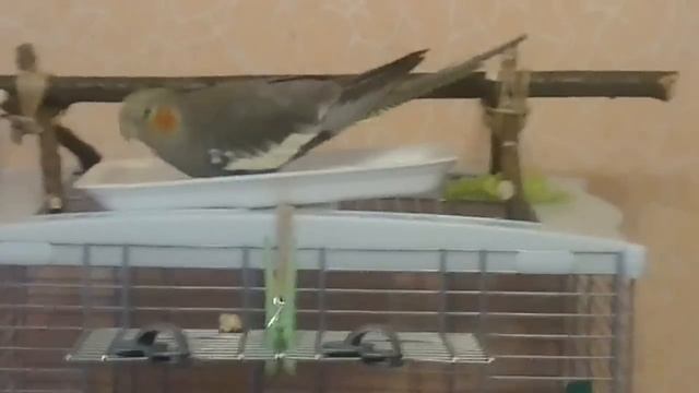 попугай корелла изучает место для купания смотреть онлайн