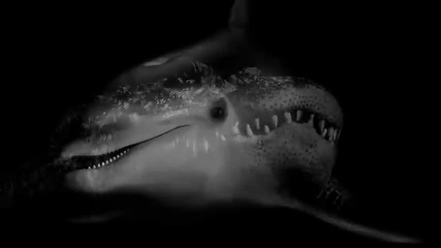 Животные 8 смотреть онлайн