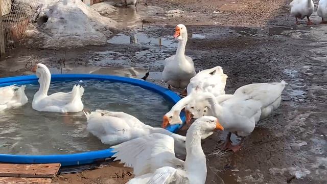 Гуси породы холмогорские смотреть онлайн