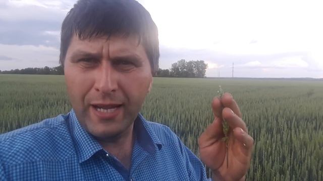 Чи можна вносити фунгіциди в період цвітіння пшениці? смотреть онлайн