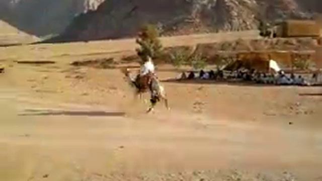 Bedouin wedding. Camel jogging. Верблюжьи бега Тренировка смотреть онлайн