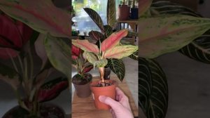 Адаптация аглаонем