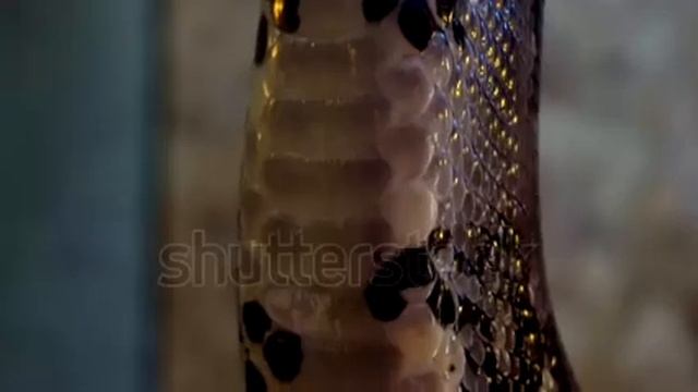 Python close up. смотреть онлайн