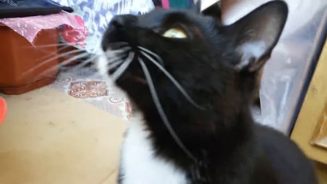 Кот ловит муху смотреть онлайн