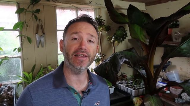 Anthurium Propagation Update Care Guide And Tips Flamingo Flower