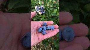 Голубика. Сорт Денис Блю / Denise Blue blueberry variety