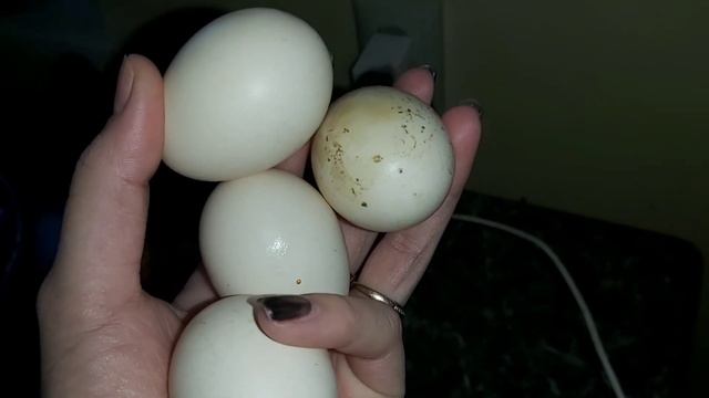 Нужен совет, как увеличить яйценоскость? Цыплята Легбар яйцо Шёлковой курицы/ Много петухов смотреть онлайн