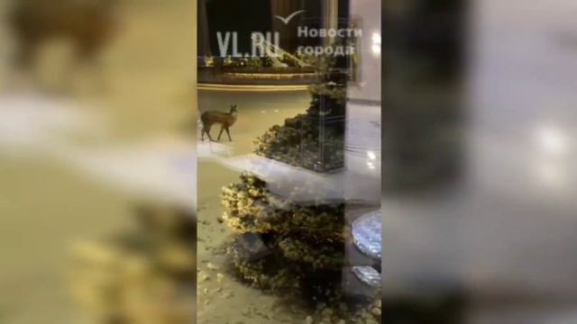 VL.ru – Краснокнижный водяной олень постучался в двери небоскрёба во Владивостоке смотреть онлайн