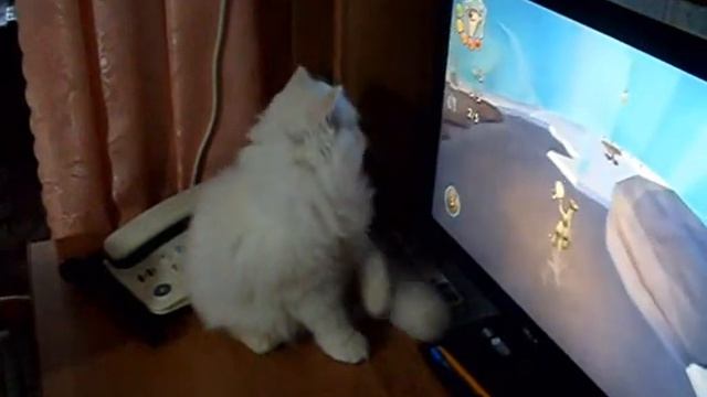 киска за компьютером. смотреть онлайн