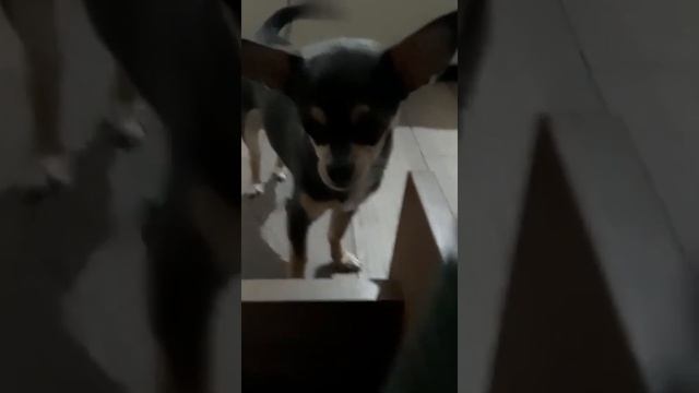 Как спит хорек. Или день сурка смотреть онлайн