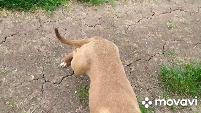 Беговая дорога для Питбулей, тренирую собак, разминка. смотреть онлайн