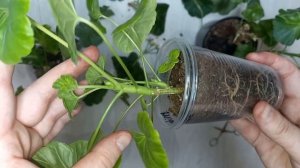 Прищипка, обрезка, формирование молодой Герани, Пеларгонии для пышного куста