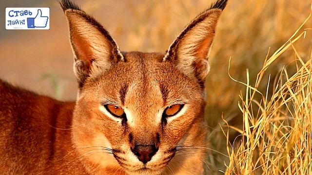 Каракал/Caracal