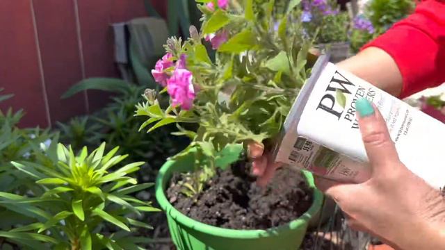 PLANTING FLOWERS IN CONTAINERS | PROVEN WINNERS | PROMISE RODRIGUEZ смотреть онлайн