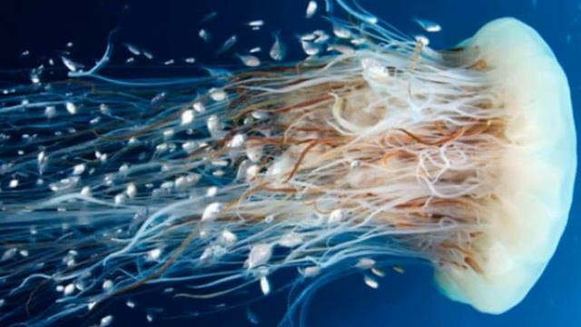 10 САМЫХ ОПАСНЫХ СУЩЕСТВ В МИРЕ смотреть онлайн