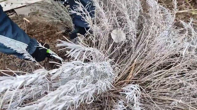 ЛАВАНДА.Правильная обрезка весной. смотреть онлайн
