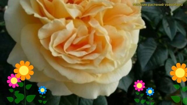 Роза чайно-гибридная кЭндллАйт. Краткий обзор, описание характеристик rosa Candlelight смотреть онлайн