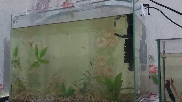 Самка меченосца дала первого малька. смотреть онлайн