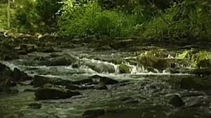 Жил-был хомяк. 32 серия. История о летучей мыши