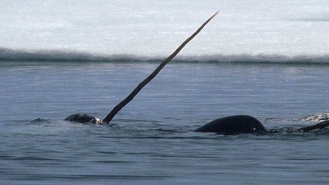 Для чего нарвалу бивень? смотреть онлайн