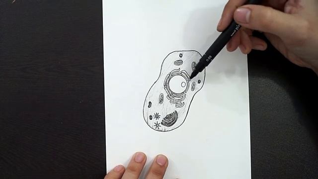 Diagram Of Animal Cell || How To Draw Animal Cell Step By Step || Biology || NCERT || CBSE смотреть онлайн