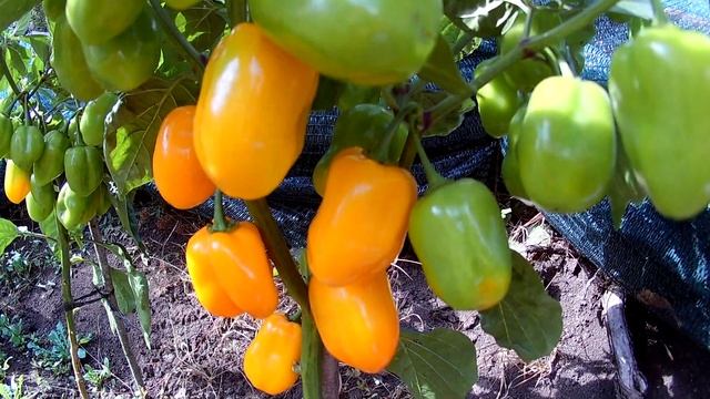 Habanero Orange Apple. Острый перец - Habanero Оранжевое яблоко смотреть онлайн