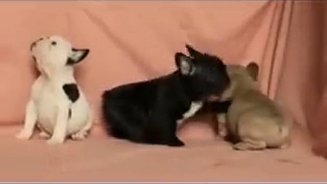 «A» Litters 01.11.2012 (FRENCH BULLDOG) смотреть онлайн