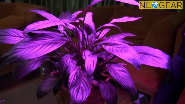 225 LED Growing Light “Bloom Grower” Review смотреть онлайн