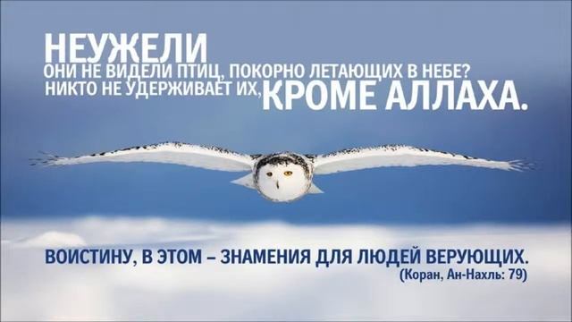 Сура 16 «Пчелы», аят 79 смотреть онлайн