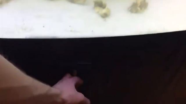 Аквариум панорамный 600 литров с тумбой смотреть онлайн