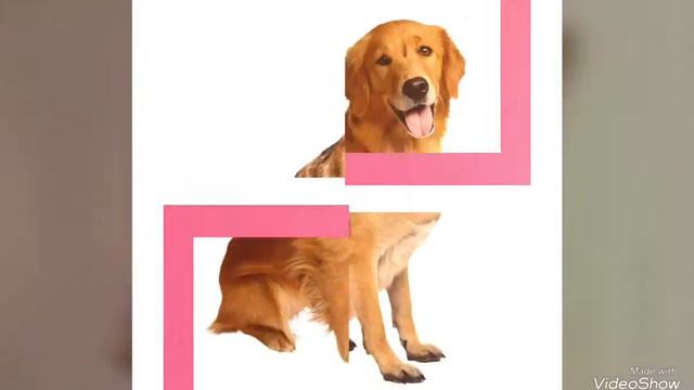 Картинки с 🐶 под музыку №14 смотреть онлайн