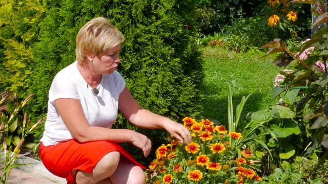 Садовые цветы ? ГАЙЛАРДИЯ ➡ Особенности выращивания с HitsadTV смотреть онлайн