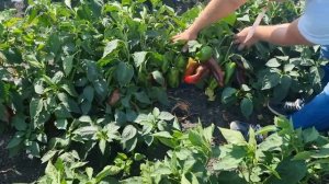 Перец Каптур F1, Волгоградская область.