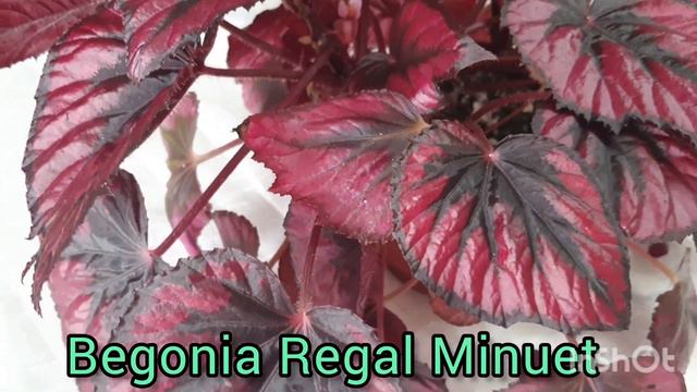 Begonia rex Regal Minuet смотреть онлайн