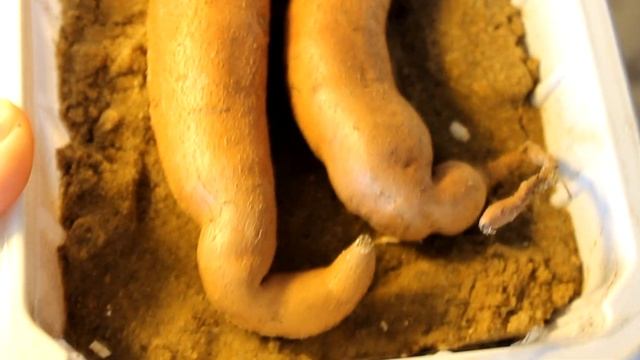 Как быстро и легко вырастить рассаду батата в домашних условиях. Какой способ лучше. смотреть онлайн